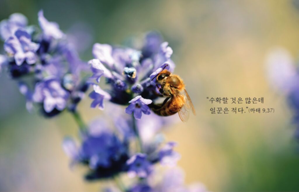 (06.14.26 주일Sunday) [녹] 연중 제11주일 Eleventh Sunday in Ordinary Time